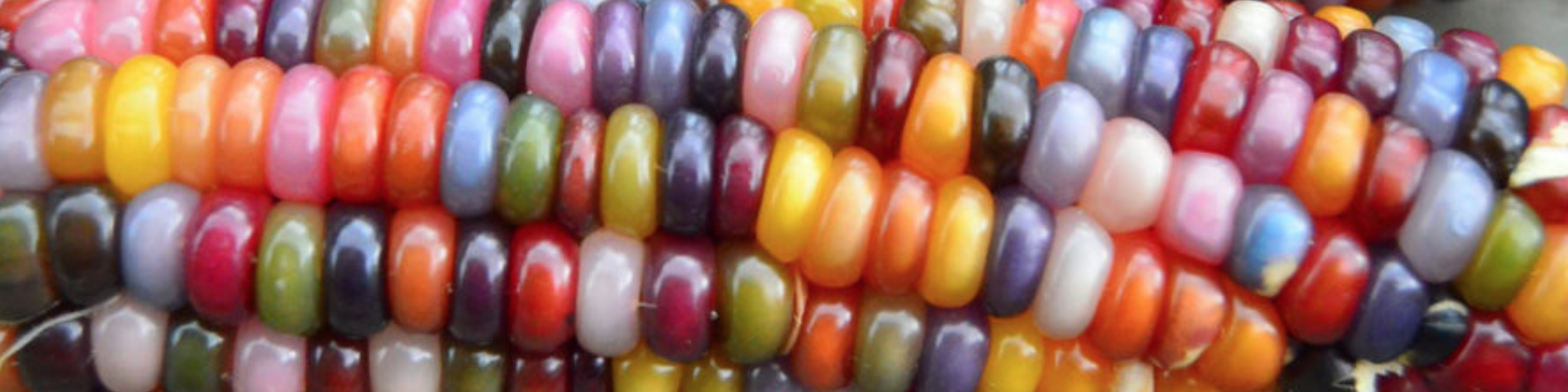 richly rainbow colored corn, dried and on the cob. a native variety called Glass Gem Corn.